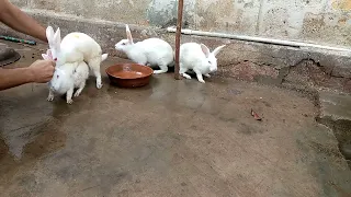 rabbit mating