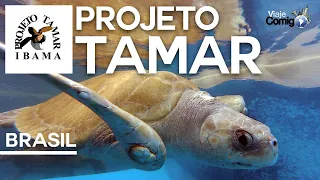 As Tartarugas Marinhas  do Projeto Tamar | Série VIAJE COMIGO