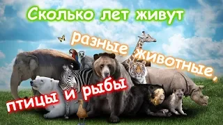 Сколько лет живут разные животные, птицы и рыбы