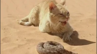 Sand Cat VS Desert Snake