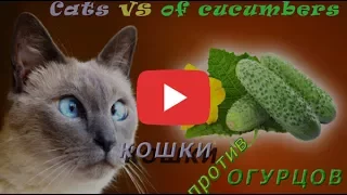 Смешные кошки приколы про кошек и котов под музыку 2017 #19 (Коты и огурцы Funny cats)