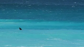 Bull Shark Bites Spear Fisherman in Face