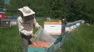 Separazione della covata. Preparazione per la seconda fase di inserimento della cella reale.