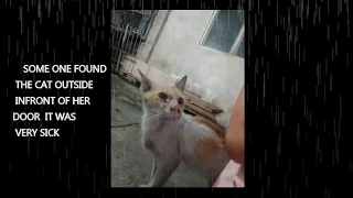 VERY SICK POOR KITTENS RESCUER FOUND INFRONT OF HER DOORSTEP