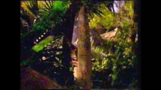 Lynx (1995)