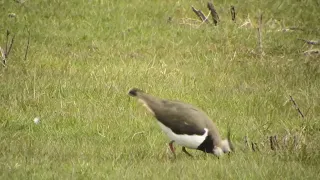 lapwing