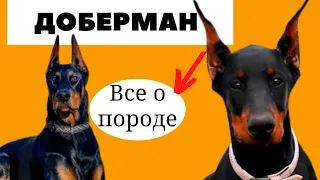 Доберман. Все о породе доберман. Важная информация.