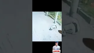 gato cae del cielo, noquea un hombre y pelea con perro con zapatos VIDEO VIRAL XD