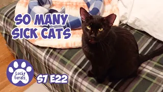 So Many Sick Cats, Mail Time, Snow, Pets For Eva - S7 E22 - Lucky Ferals Cat Vlog Life With 11 Cats