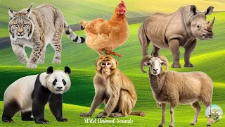 Farm Animal Sounds: Chicken, Goat, Rhinoceros, Panda, Monkey, Lynx - Music For Relax