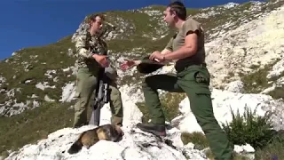 Marmot hunting in alps of Slovenia 2019