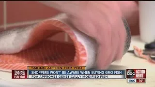 FDA OKs genetically modified salmon for human consumption