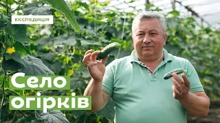 Добропасове. Вирости на огірках · Ukraїner