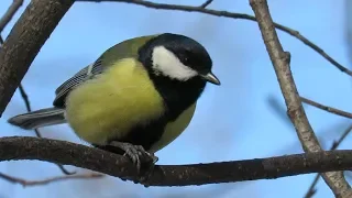 Как синицы расклевывают семечки, синица кушает семечку, How tomtits peck seeds