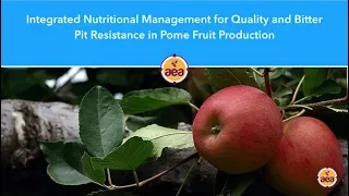 Integrated Nutritional Management for Quality and Bitter Pit Resistance in Pome Fruit Production