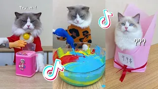 That Little Puff | Cats Make Food 😻 | TikTok Compilation 2023 #13