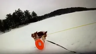 Pet dog helps rescue owner who fell into frozen Michigan lake