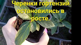 Черенки  гортензий не растут🤷‍♀️.Реанимация.