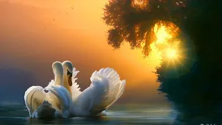 You can listen to this music forever! The best music Sergey Grischuk! Lovely swans!