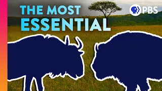 The Surprising Species That Everything Else Depends On | IN OUR NATURE