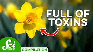 Poisonous Plants, Venomous Animals & Toxic Organisms | A Deadly Compilation