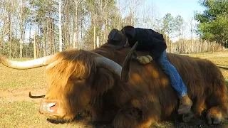 Gentle giant is BEST FRIENDS with friendly cowboy