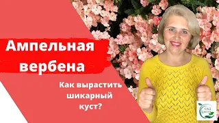 Ампельные вегетативные вербены. Секреты выращивания шикарного пышного куста!