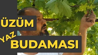 Üzüm Yaz Budaması | Ayrıntılı Anlatım