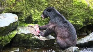 Black Bear Eating Salmon Anan Creek Alaska 2013