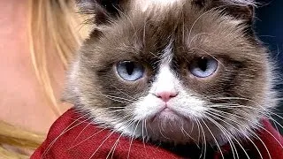 Grumpy Cat throws out the first pitch