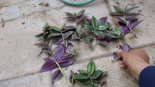 Wandering Jew - easy to plant  cuttings in the Pot. ..