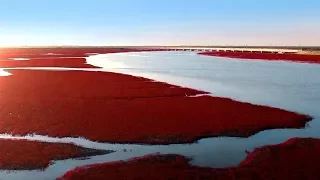 Thousands of visitors came to the crimson beach in northeast China