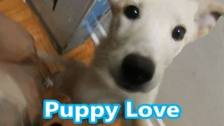 Happy Greeting - Puppy Love - Funny Happy Moments Vlog