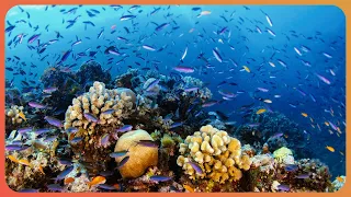 The Great Barrier Reef: Our Ocean's Dying Paradise | Great Barrier Reef | Real Wild