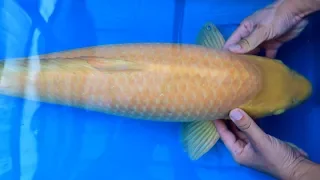 Modern Koi Blog #3485 - Live aus Japan: Nisai Karashigoi aus Ipponmatsu