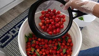 Cleaning some Cherries to eat// From our Tree#Bingcherries