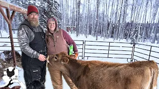 Dairy Cow and Alaska Snow Storm: Cleaning Up and Caring for our Homestead during Winter