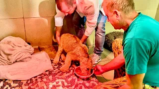 Олег Зубков и доктор Василий пытаются ставить львенка на ноги и заставляют понемногу двигаться!