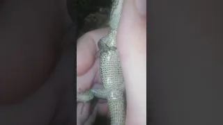 Как определить пол прыткой ящерицы! 🦎