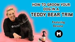 How to groom your dog in a teddy bear trim.