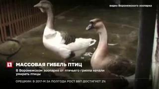 В Воронежском зоопарке от птичьего гриппа начали умирать птицы