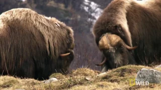 A Muskox Face-Off | Polar World