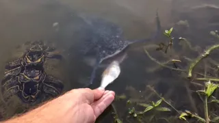 Unglaubliche Freundschaft zwischen Mensch und Fisch