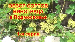 ч.1. СОРТА ВИНОГРАДА созревающие в ПОДМОСКОВЬЕ. 1 я серия: Лора, Красотка, Юлиан, Чарли, Мукузани