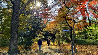 Live Tokyo Walk - Shinjuku & Gyoen Autumn Colors 🍂