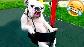 Funniest Animals 😄 New Funny Cats and Dogs Videos 2024 😹🐶 Part 52