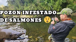 RÍO PLAGADO DE SALMONES CHINOOK 😱👑 EL SEÑUELO MILAGROSO LO HIZO OTRA VEZ 🔥 es letal 👌