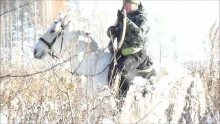 Как приучить лошадь к выстрелам. Лошади Видео 2016 hunting horse