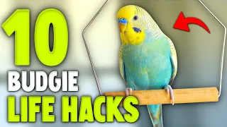 10 Life Hacks for Budgie Owners