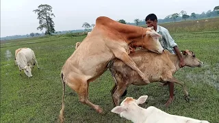 Bull fight #cow meeting#animals fight and meeting#animals love.